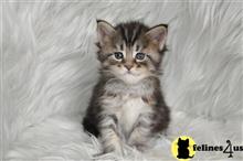 maine coon kitten posted by Micalome