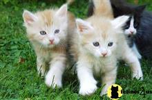 maine coon kitten posted by Micalome