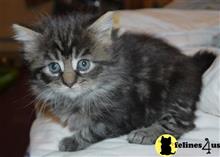 maine coon kitten posted by Micalome