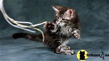 maine coon kitten posted by Micalome