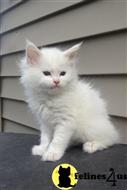 maine coon kitten posted by Micalome