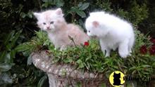 maine coon kitten posted by Micalome