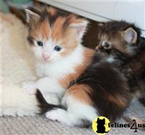 maine coon kitten posted by Micalome