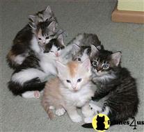 maine coon kitten posted by Micalome