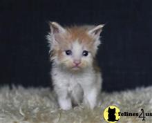 maine coon kitten posted by Micalome
