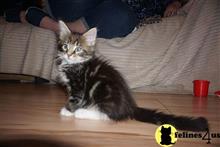 maine coon kitten posted by Micalome