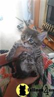 maine coon kitten posted by Micalome