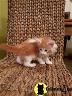 maine coon kitten posted by Micalome