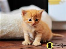maine coon kitten posted by Micalome