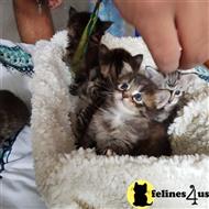 maine coon kitten posted by Micalome