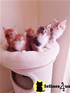 maine coon kitten posted by Micalome