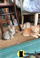 maine coon kitten posted by Micalome