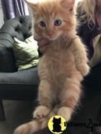 maine coon kitten posted by Micalome