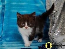 munchkin kitten posted by Micalome