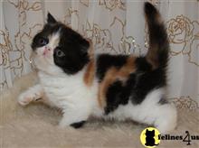 munchkin kitten posted by Micalome