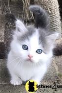 munchkin kitten posted by Micalome