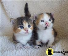 munchkin kitten posted by Micalome