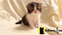 munchkin kitten posted by Micalome