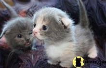 munchkin kitten posted by Micalome