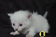 munchkin kitten posted by Micalome