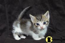 munchkin kitten posted by Micalome