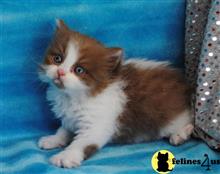 munchkin kitten posted by Micalome