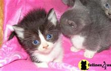 munchkin kitten posted by Micalome