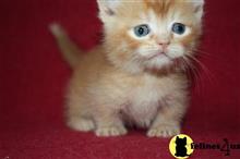 munchkin kitten posted by Micalome