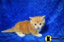 munchkin kitten posted by Micalome