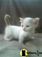 munchkin kitten posted by Micalome
