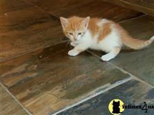munchkin kitten posted by Micalome