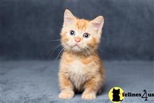 munchkin kitten posted by Micalome