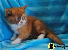 munchkin kitten posted by Micalome