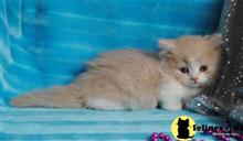 munchkin kitten posted by Micalome