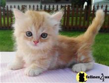 munchkin kitten posted by Micalome