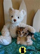 munchkin kitten posted by Micalome