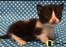 munchkin kitten posted by Micalome