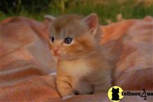 munchkin kitten posted by Micalome