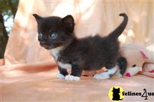 munchkin kitten posted by Micalome