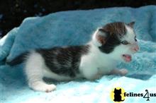 munchkin kitten posted by Micalome