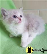 ragdoll kitten posted by marioandrea120
