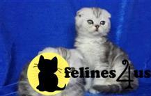 scottish fold kitten posted by marioandrea120