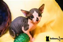 sphynx kitten posted by marioandrea120