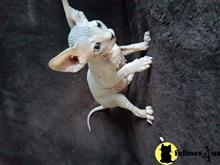 sphynx kitten posted by marioandrea120