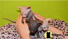 sphynx kitten posted by marioandrea120