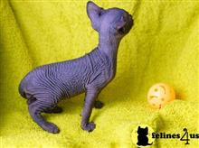 sphynx kitten posted by marioandrea120