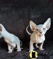 sphynx kitten posted by marioandrea120