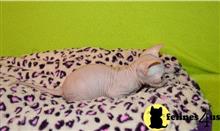 sphynx kitten posted by marioandrea120