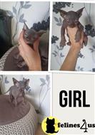 sphynx kitten posted by marioandrea120