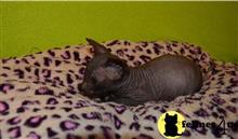 sphynx kitten posted by marioandrea120
